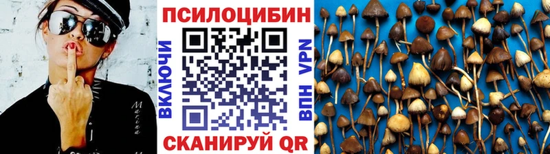 закладка  Красный Холм  Псилоцибиновые грибы Magic Shrooms 